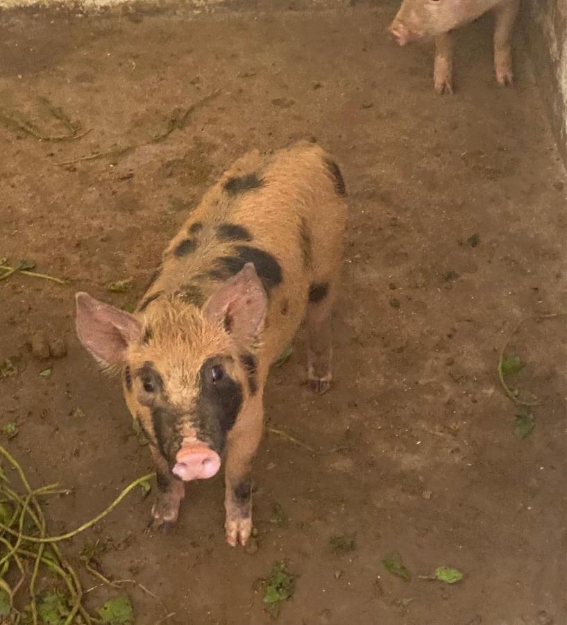 Hotel Fazenda Bonanza Engenheiro Paulo de Frontin Εξωτερικό φωτογραφία