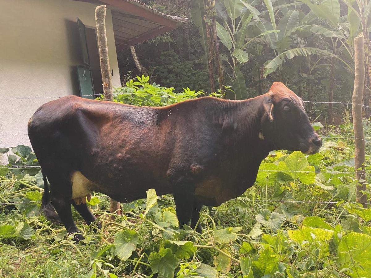 Hotel Fazenda Bonanza Engenheiro Paulo de Frontin Εξωτερικό φωτογραφία